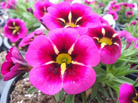 Calibrachoa 'Cabaret® Good Night Kiss' - from Rush Creek Growers