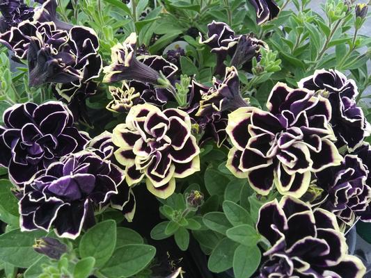 Petunia 'Midnight Gold' - from Rush Creek Growers