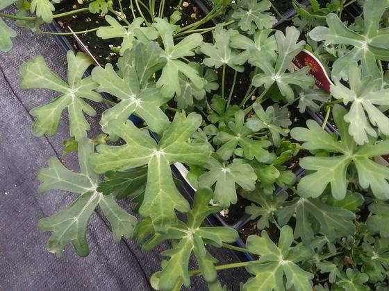 Callirhoe involucrata - Purple Poppy Mallow from Rush Creek Growers