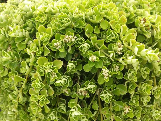 Pilea depressa 'Tiny Tears' - NEW 2021 from Rush Creek Growers