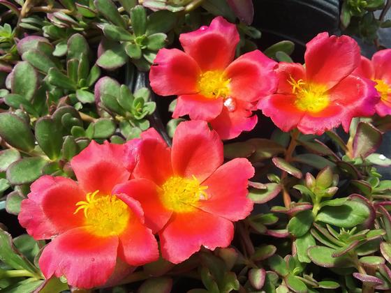 Portulaca 'PortoGrande Scarlet' - from Rush Creek Growers