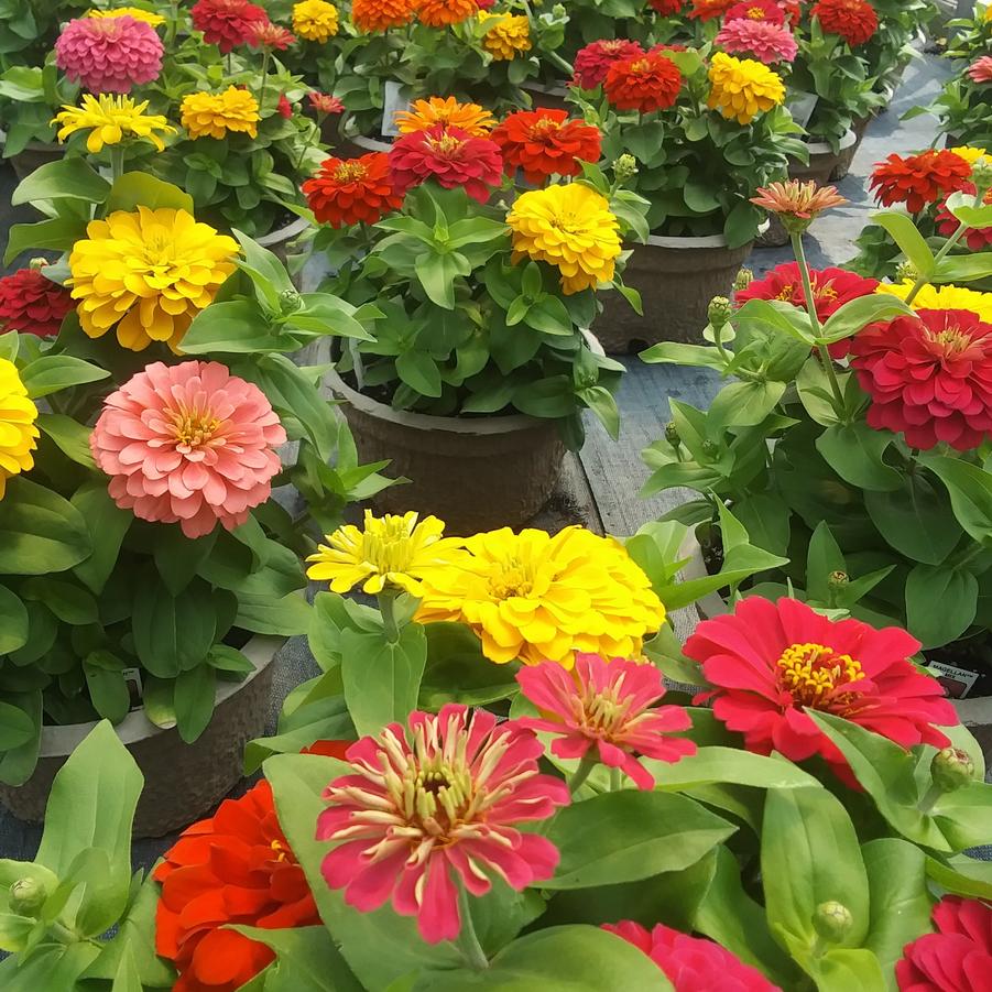 Zinnia 'Magellan Mix' - from Rush Creek Growers