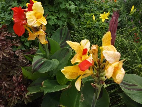 Canna 'Cleopatra' - from Rush Creek Growers