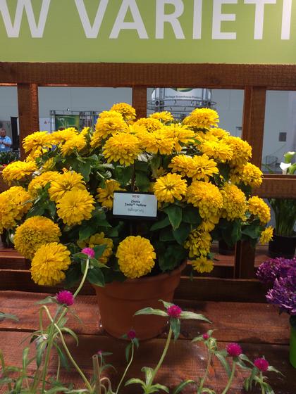 Zinnia 'Zesty Yellow' - from Rush Creek Growers