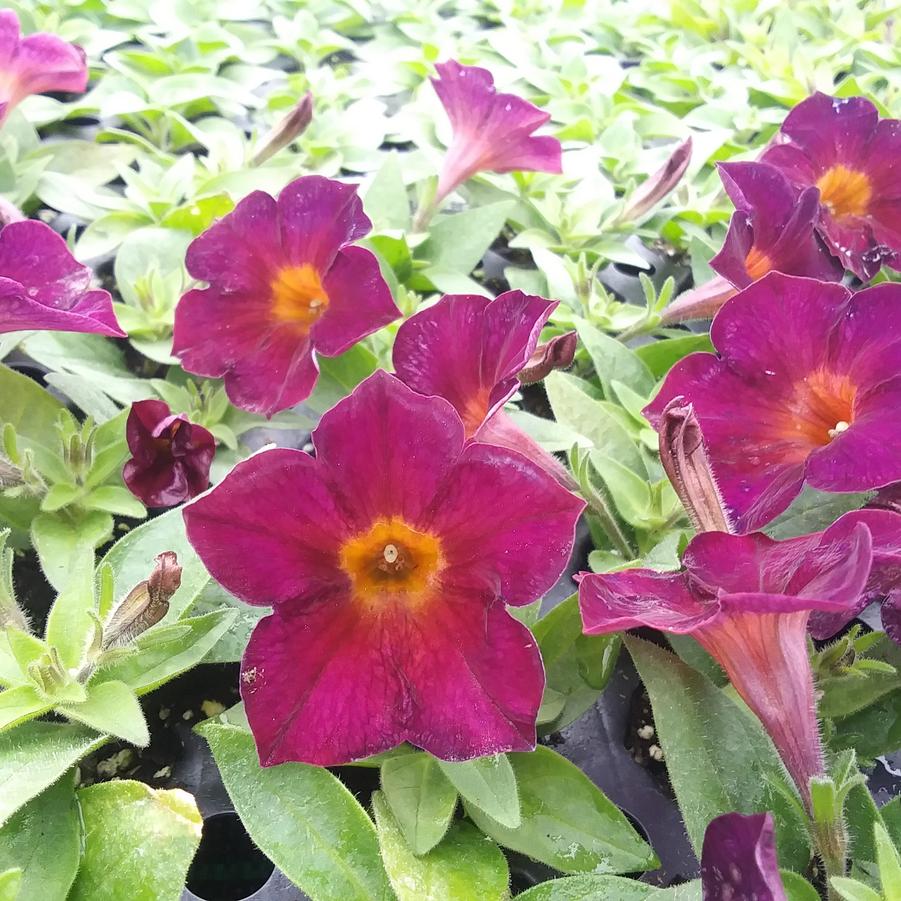 Petunia 'Crazytunia® Golden Eye Purple' - from Rush Creek Growers