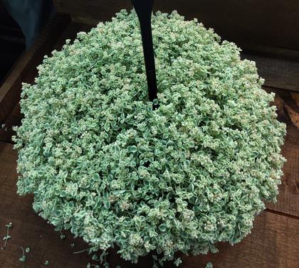 Sedum 'Little Shimmer' - NEW 2023 from Rush Creek Growers