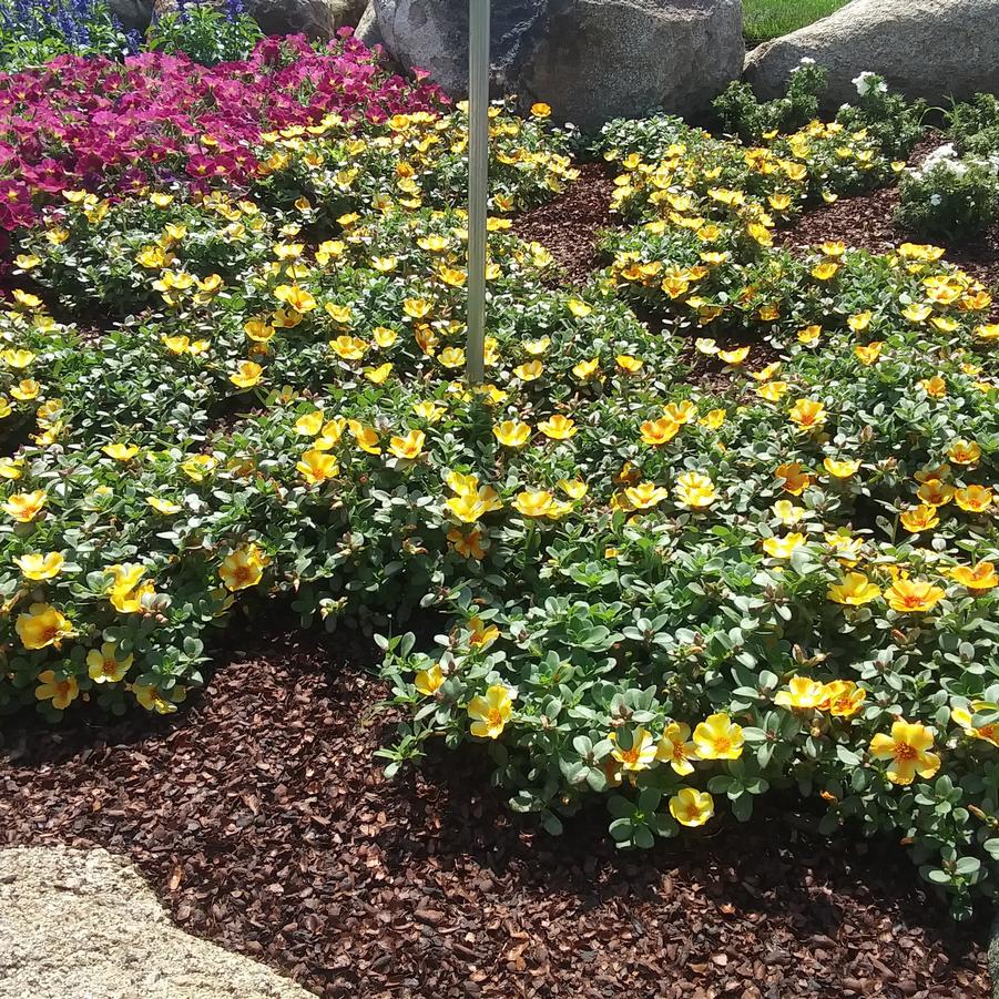 Portulaca oleracea Mega Pazzaz™ 'Mango Twist' - Portulaca from Rush Creek Growers