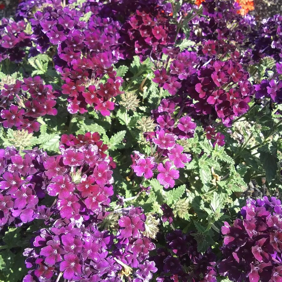 Verbena 'Lascar™ Black Velvet' - from Rush Creek Growers