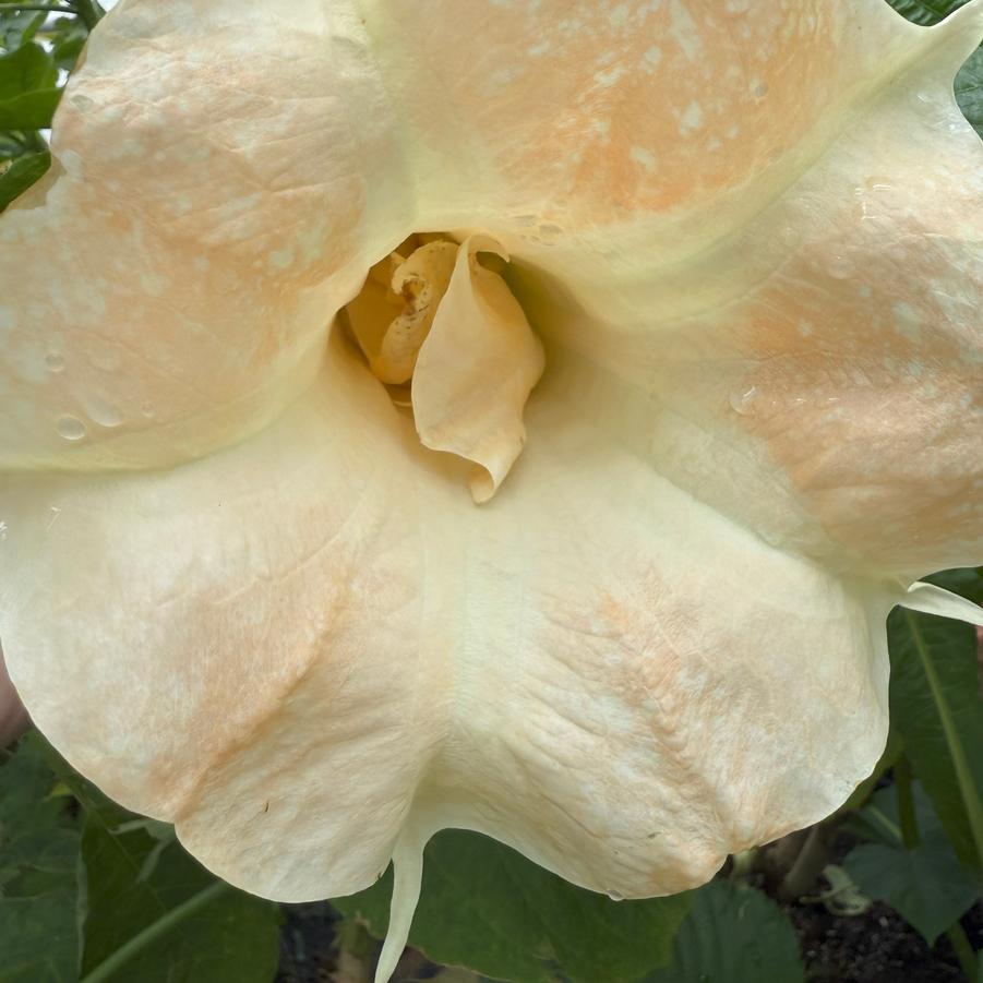 Brugmansia 'Angel's Daydream' - Angel's Trumpet from Rush Creek Growers