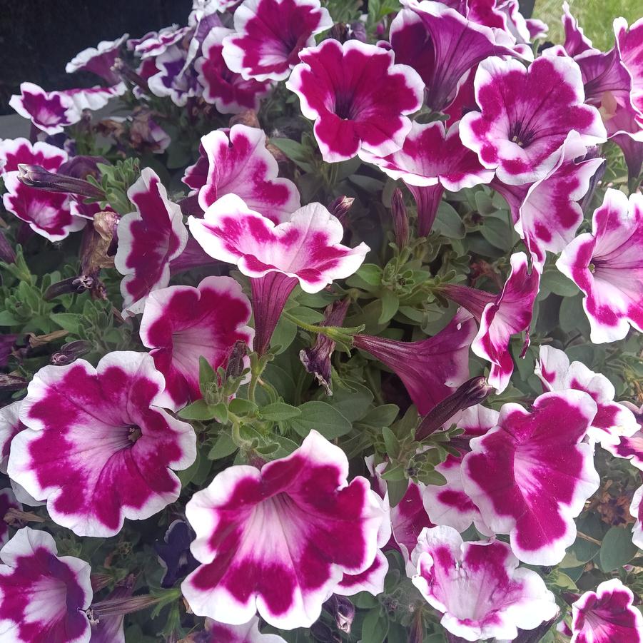 Petunia 'Painted Love™ Purple' - from Rush Creek Growers