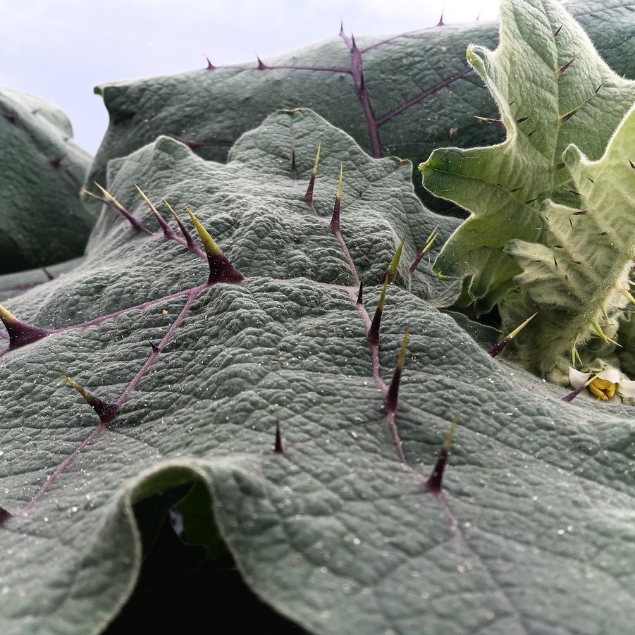 Solanum quitoense - from Rush Creek Growers