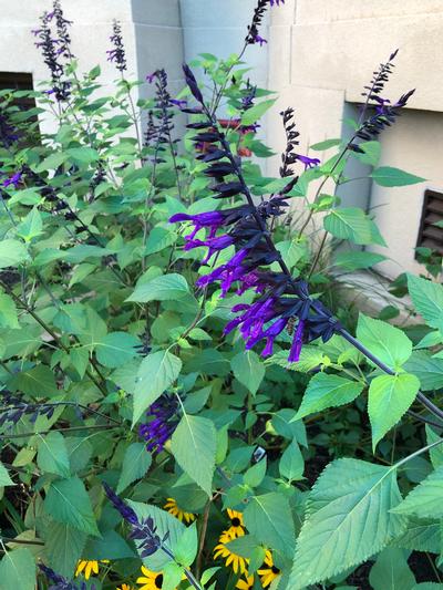 Salvia guaranitica 'Amistad' - from Rush Creek Growers