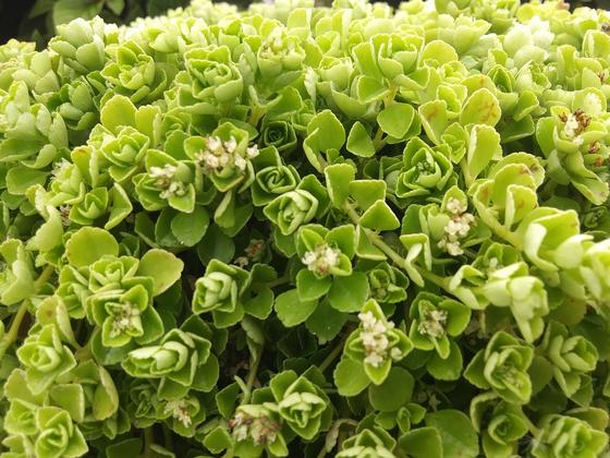 Pilea depressa 'Tiny Tears' - NEW 2021 from Rush Creek Growers