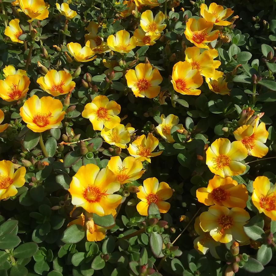 Portulaca oleracea Mega Pazzaz™ 'Mango Twist' - Portulaca from Rush Creek Growers