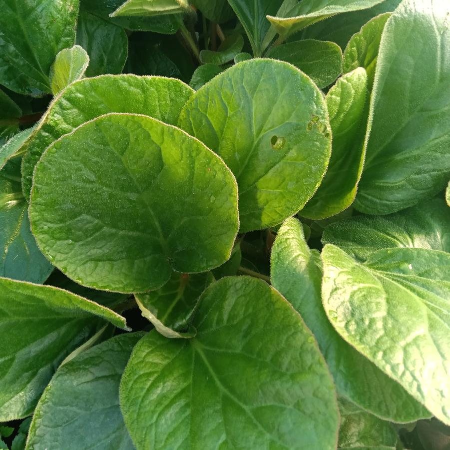 Bergenia ciliata 'Dumbo' - from Rush Creek Growers