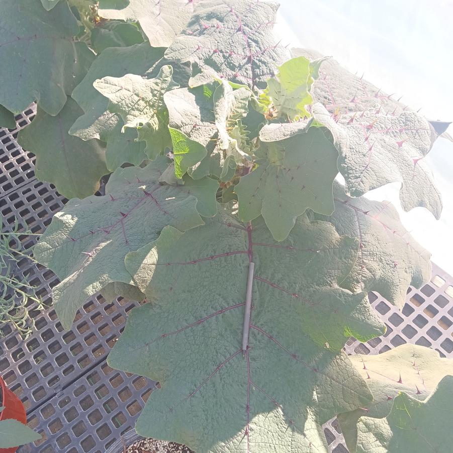 Solanum quitoense - from Rush Creek Growers