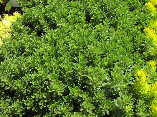Sedum kamtschaticum