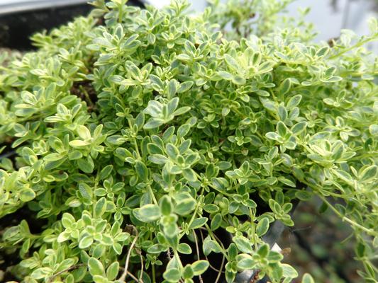 Thymus praecox