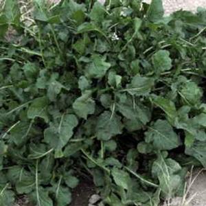 Arugula