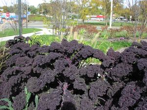 Kale