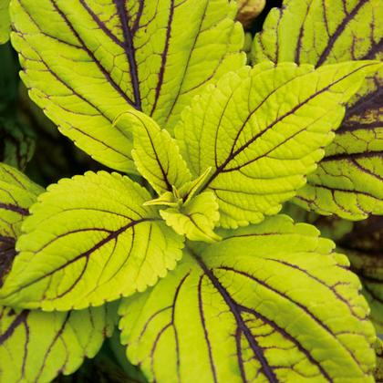Coleus