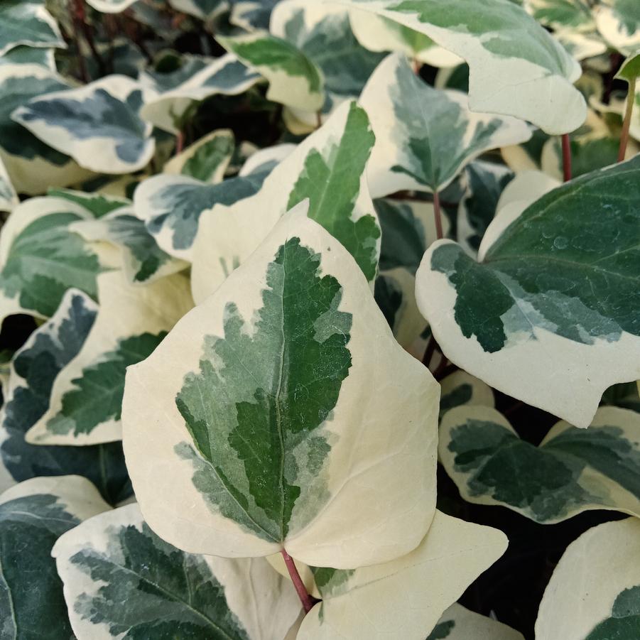 Ivy