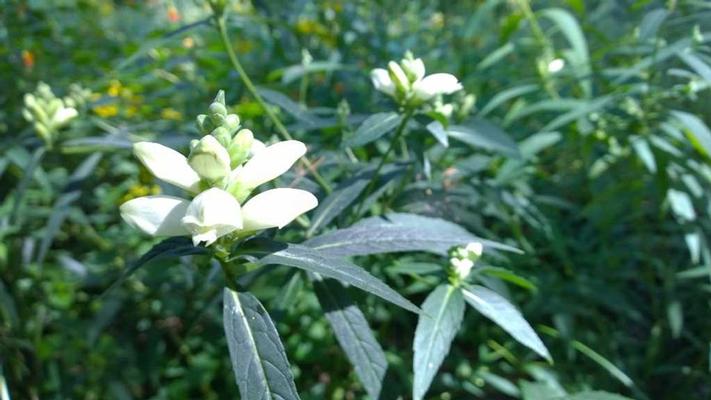 Chelone glabra