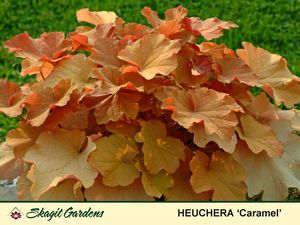 Heuchera villosa
