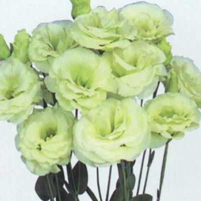 Lisianthus