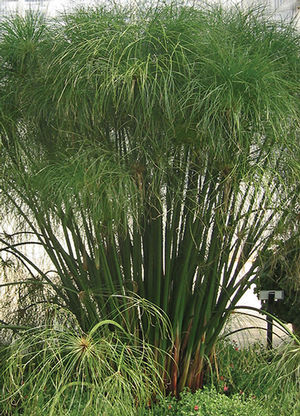 Cyperus