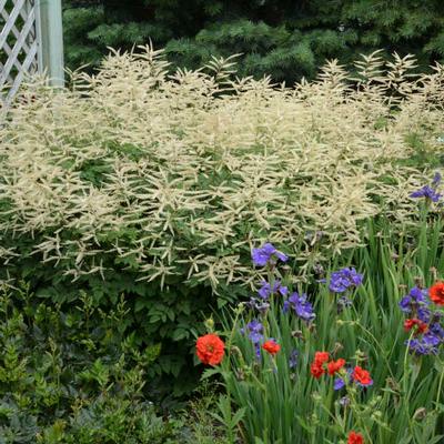Aruncus