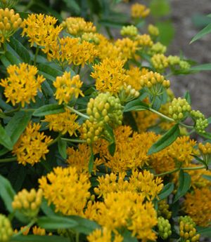 Asclepias tuberosa