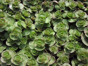 Sedum spuriuim