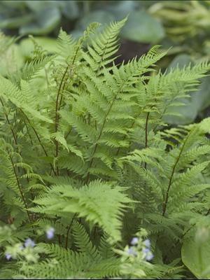 Athyrium angustum forma rebellum