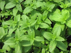 Mint