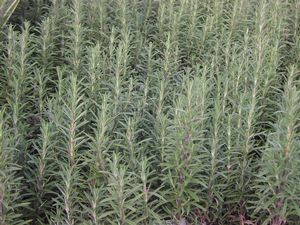 Rosemary
