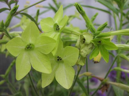 Nicotiana alata