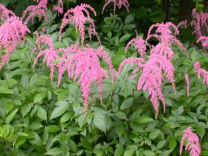 Astilbe thunbergii