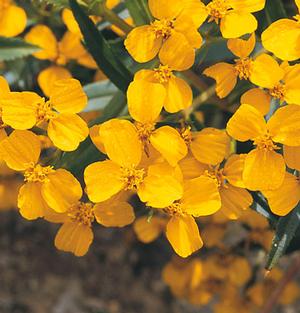 Tarragon, Mexican