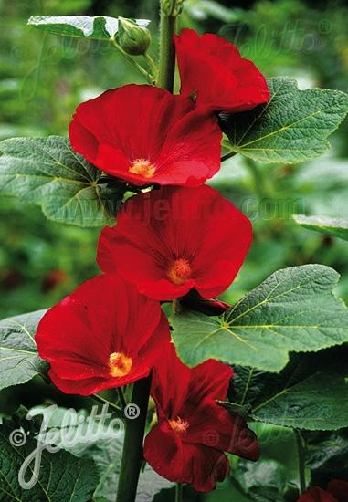 Alcea rosea