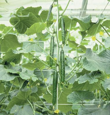 Cucumber Japanese