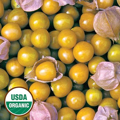 Ground Cherry