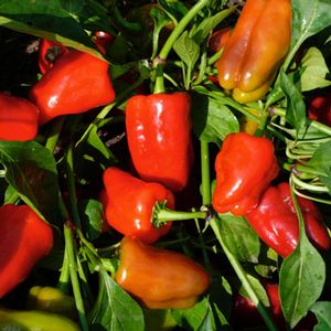 Pepper