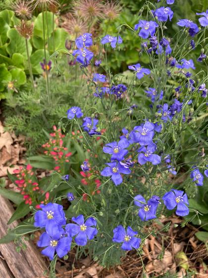 Linum perenne nanum