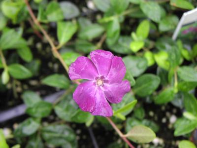 Vinca minor atropurpurea