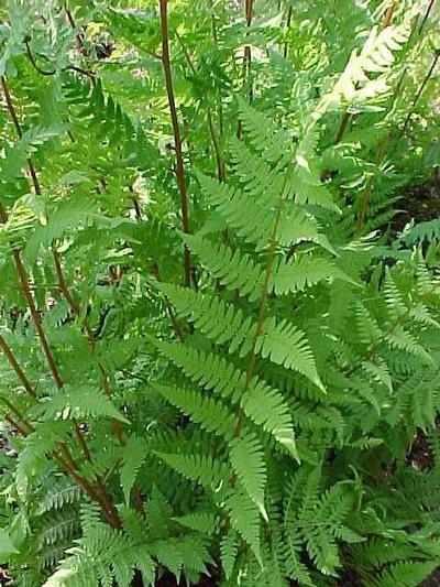 Athyrium f. femina