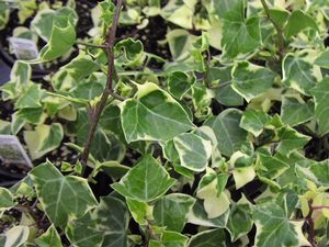 Senecio mikaniodes variegata