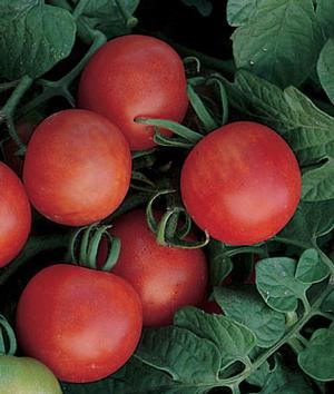 Tomato