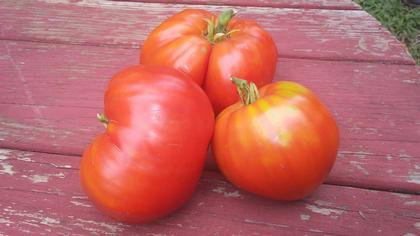 Tomato