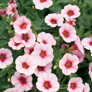 Calibrachoa